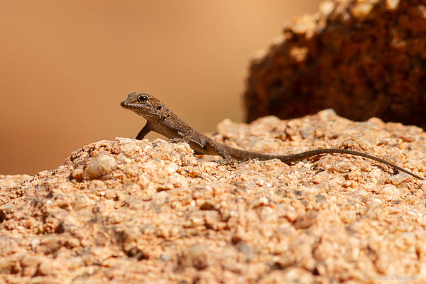 Gecko à paupières épineuses — Quedenfeldtia moerens (Chabanaud, 1916), (Tafraoute, (Souss-Massa), Maroc, le 04/02/2023)