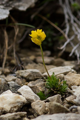 Drave Faux Aïzoon – Draba aizoides L., 1767, (Station de ski de Gourette, Eaux Bonnes (65), France, le 15/06/2020)