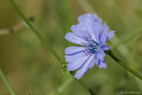 Chicorée amère — Cichorium intybus L., 1753, (Braud-et-Saint-Louis (33), France, le 26/06/2018)