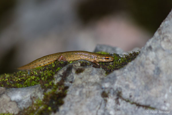 Triton palmé — Lissotriton helveticus (Razoumowsky, 1789)