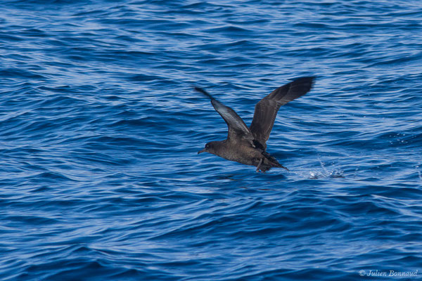 Puffin fuligineux – Ardenna grisea (Gmelin, JF, 1789), (Saint-Jean-de-Luz (64), France, le 05/10/2019)