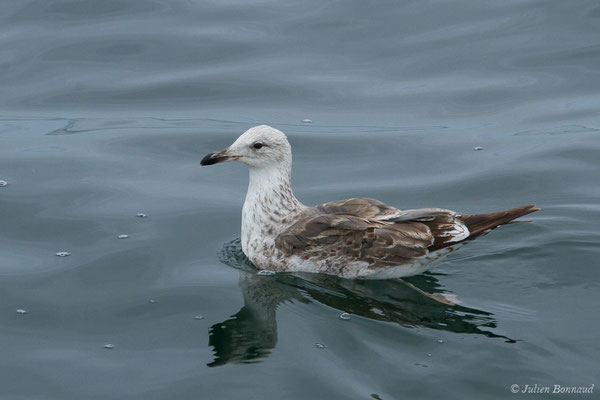 Goéland brun — Larus fuscus Linnaeus, 1758, (Baie de Quiberon, Locmariaquer (56), France, le 09/07/2021)