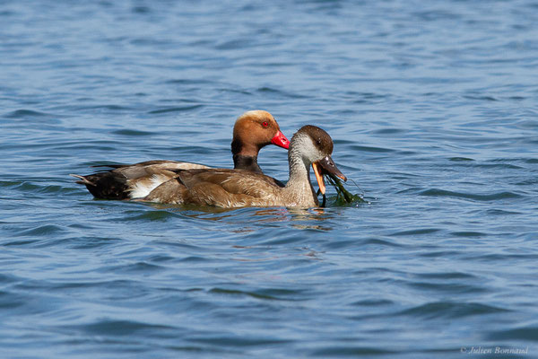 Nette rousse — Netta rufina (Pallas, 1773), (Parc Naturel du Delta de l'Ebre (Catalogne), Espagne, le 05/06/2022)