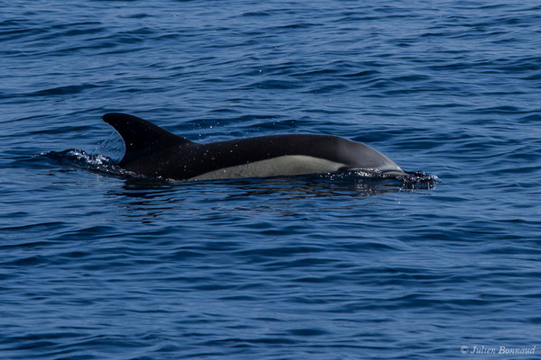 Dauphin commun, Dauphin commun à bec court ou Dauphin commun à bec long – Delphinus delphis Linnaeus, 1758, (Détroit de Gibraltar, Tarifa, Andalousie (Espagne), le 04/08/2020)