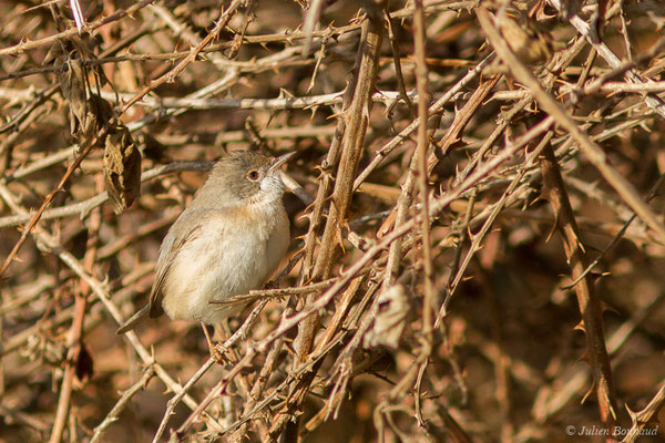 Fauvette mélanocéphale — Curruca melanocephala (Gmelin, JF, 1789), (juvénile) (Bonifacio (2A), France, le 06/09/2019)