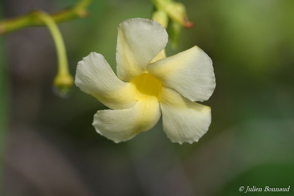 Odontadenia perrottetii (Centre Spatial Guyanais, Kourou, le 12/05/2014)