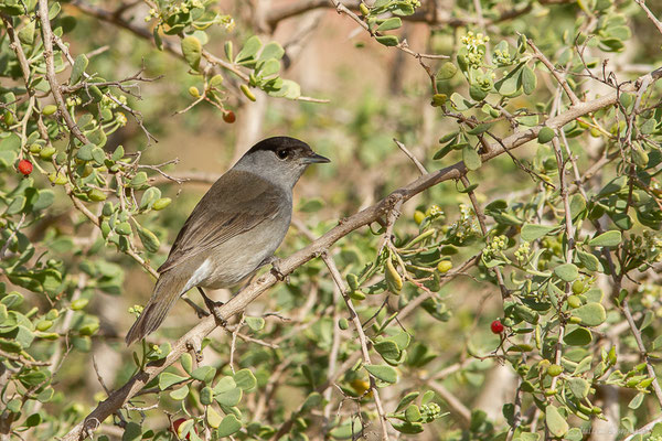 Fauvette à tête noire — Sylvia atricapilla (Linnaeus, 1758), (Parc national de Souss-Massa, Sidi Binzarne, Maroc, le 02/02/2023)