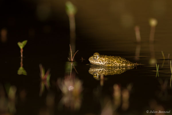 Crapaud calamite — Epidalea calamita (Laurenti, 1768)
