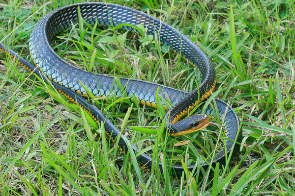 Couleuvre carénée — Chironius carinatus (Linnaeus, 1758), (Lycée agricole de Matiti, Guyane, le 23/07/2014)