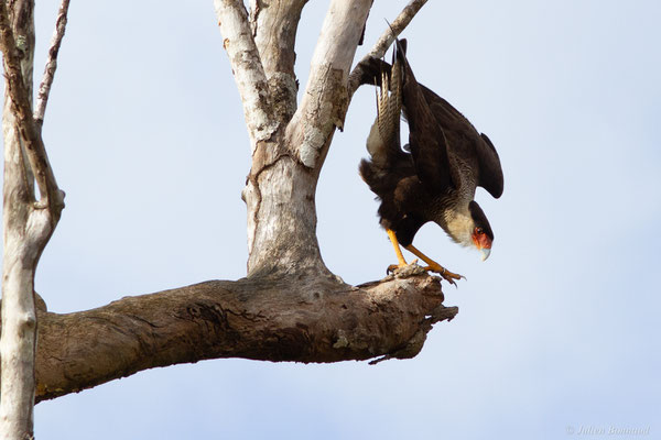 Caracara du Nord — Caracara plancus (Miller, 1777), (Kourou, Guyane, le 14/03/2017)