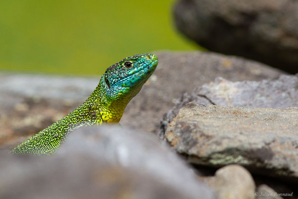 Lézard à deux raies — Lacerta bilineata (Daudin, 1802)
