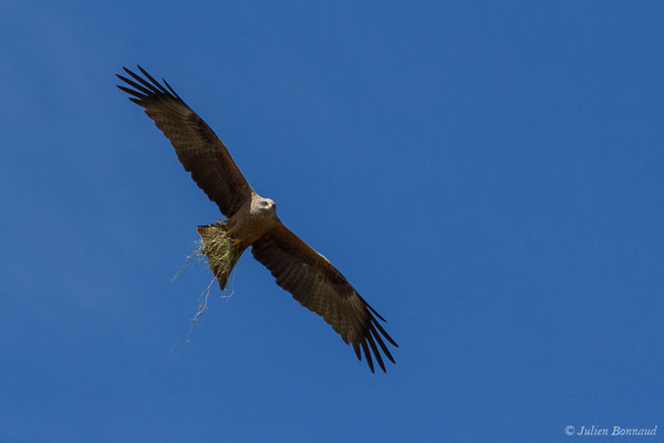 Milan noir – Milvus migrans (Boddaert, 1783), (Monein (64), France, le 21/05/2020)