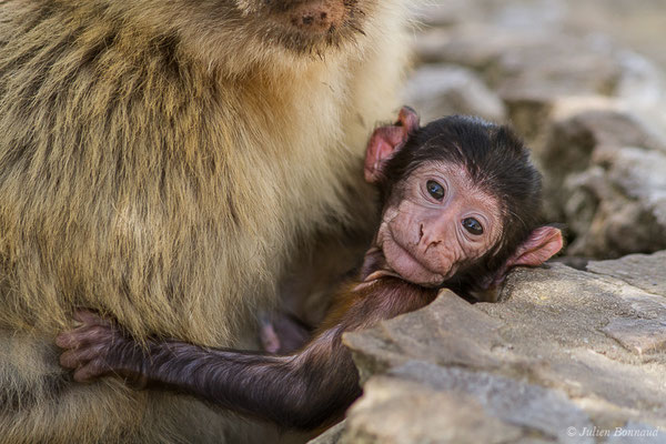 Magot, Macaque berbère, Macaque de Barbarie — Macaca sylvanus (Linnaeus, 1758)