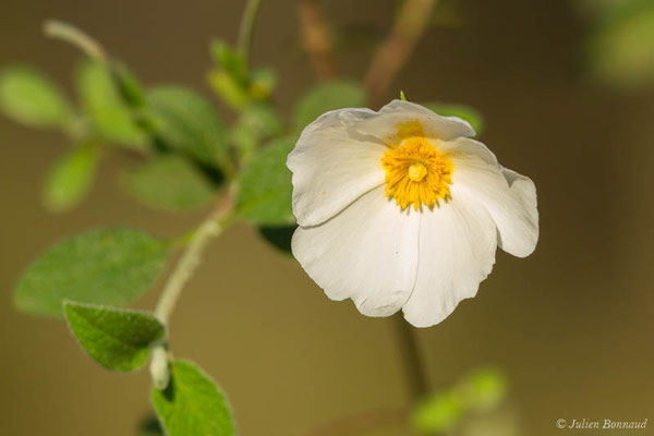 Ciste à feuilles de sauge, Mondré — Cistus salviifolius L., 1753