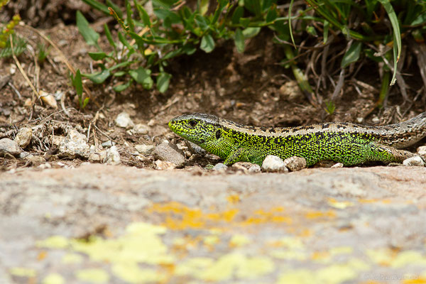 Lézard des souches — Lacerta agilis (Linnaeus, 1758)