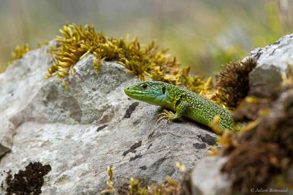 Lézard à deux raies — Lacerta bilineata Daudin, 1802, (Etsaut (64), France, le 27/04/2022)