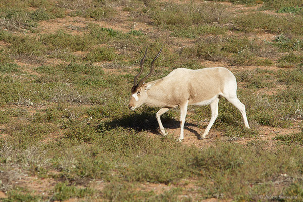 Addax — Addax nasomaculatus (Blainville, 1816), (Parc national Souss Massa (réserve des gazelles), Maroc, le 30/01/2023)