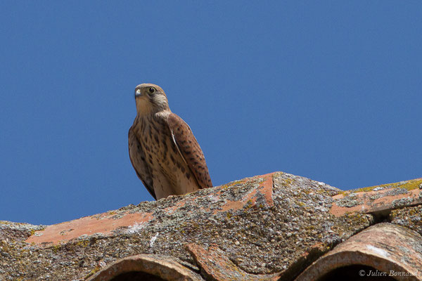 Faucon crécerellette — Falco naumanni Fleischer, JG, 1818, ((Andalousie), Espagne, le 01/08/2020)