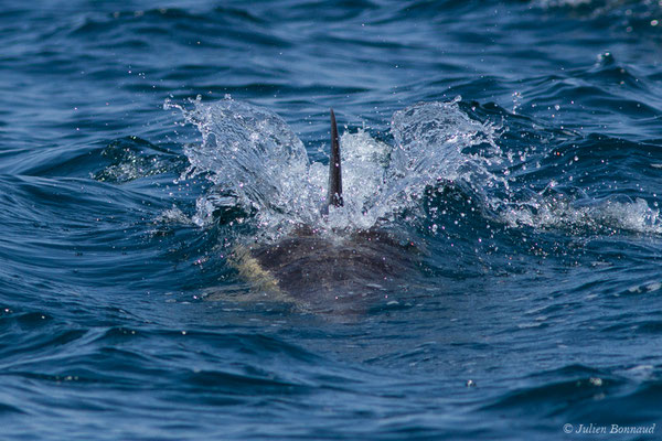Dauphin commun, Dauphin commun à bec court ou Dauphin commun à bec long – Delphinus delphis Linnaeus, 1758, (Sagres (Vila do Bispo), Algarve (Portugal), le 31/08/2018)