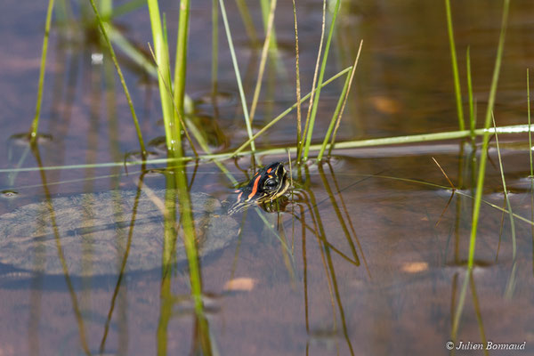 Tortue ponctulaire (Rhinoclemmys punctularia) (sub-adulte) (mine d'or Espérance, Apatou, le 11/05/2017)