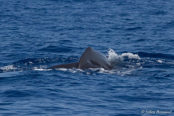 Cachalot, Cachalot macrocéphale ou Grand cachalot – Physeter macrocephalus Linnaeus, 1758, (au large de Deshaies, Basse-Terre le 22/05/2016)