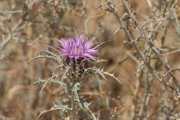 Atractyle humble — Atractylis humilis L., 1753, (Bardenas Real, Arguedas (Aragon), Espagne, le 02/07/2022)