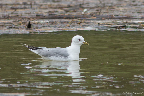 Goéland cendré — Larus canus Linnaeus, 1758, (Tarnos (64), France, le 12/03/2020)