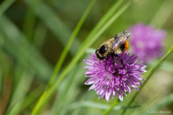 Volucelle bourdon (Volucella bombylans) (lac d'Ayous, Laruns (64), France, le 13/07/2019)