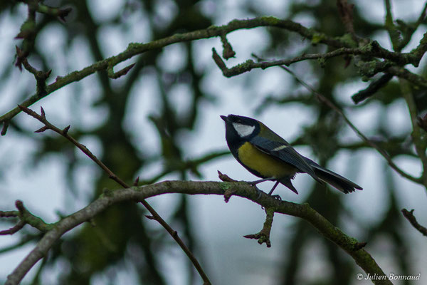 Mésange charbonnière — Parus major Linnaeus, 1758, (adulte) (Pontivy (56), France, le 01/01/2018)
