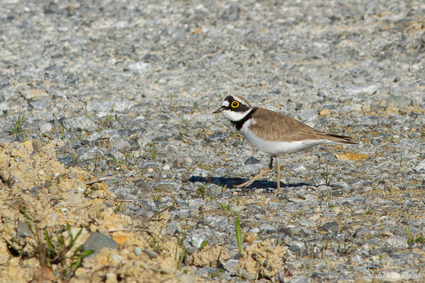 Petit Gravelot — Charadrius dubius Scopoli, 1786, (Lacq (64), France, le 22/03/2019)