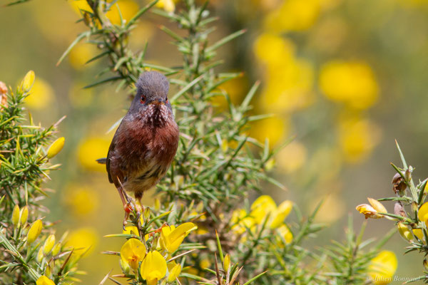 Fauvette pitchou — Curruca undata (Boddaert, 1783), (Saint-Martin-d'Oney (40), France, le 17/04/2025)