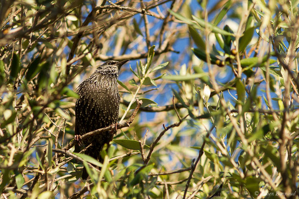 Étourneau sansonnet — Sturnus vulgaris Linnaeus, 1758, (L'Île-Rousse (2B), France, le 13/09/2019)