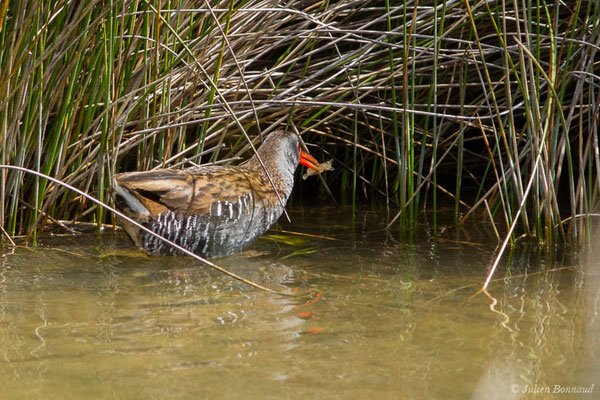 Râle d'eau — Rallus aquaticus Linnaeus, 1758, (réserve ornithologique du Teich (33), France, le 23/05/2021)