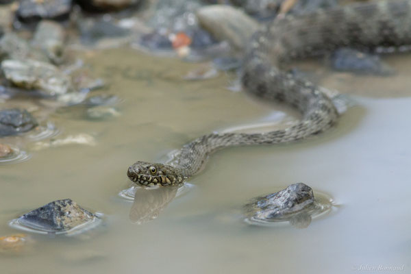 Couleuvre vipérine — Natrix maura (Linnaeus, 1758)