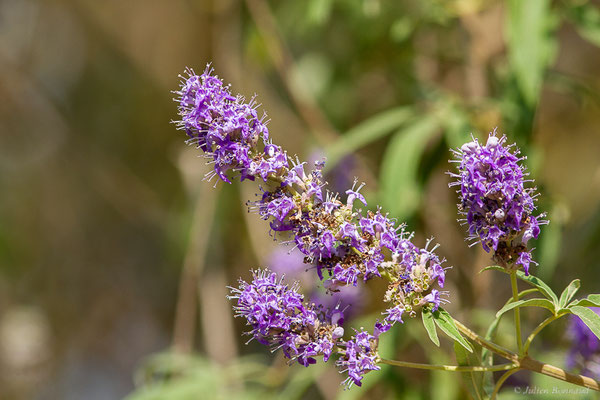 Gattilier ou Poivre sauvage — Vitex agnus-castus L., 1753, (Castelló d'Empúries (Catalogne), Espagne, le 13/07/2023)