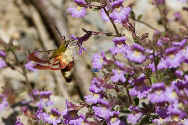 Sphinx gazé, Sphinx du Chèvrefeuille — Hemaris fuciformis (Linnaeus, 1758), (Cette-Eygun (64), France, le 24/04/2021)