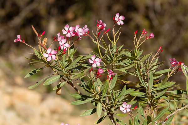 Laurier rose — Nerium oleander L., 1753, (Tafedna (Marrakech-Tensift-Al Haouz), Maroc, le 25/01/2023)