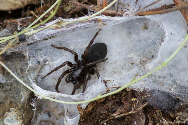 Pireneitega segestriformis (Station de ski de Gourette, Eaux-Bonnes, 14/09/2020)