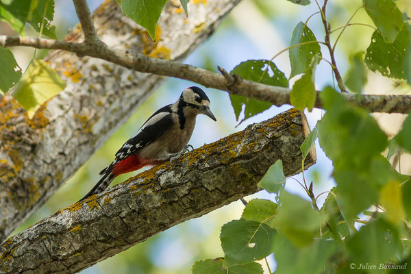 Pic épeiche — Dendrocopos major (Linnaeus, 1758), (Porto-Vecchio (2A), Corse (France), le 06/09/2019)