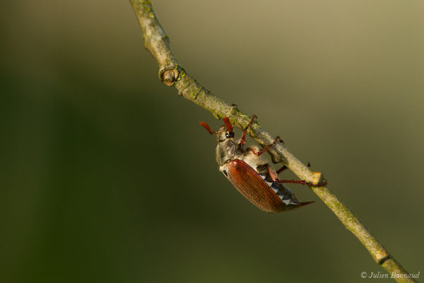 hanneton commun (Melontha melolontha) (Ger (64), France, le 18/04/2018)