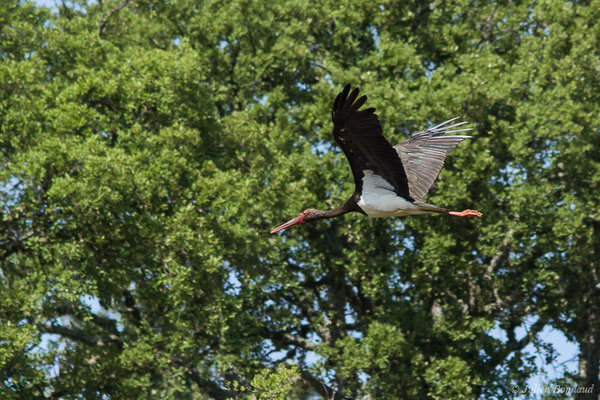 Cigogne noire — Ciconia nigra (Linnaeus, 1758), (Parc National de Monfragüe (Estrémadure), Espagne, le 12/08/2020)