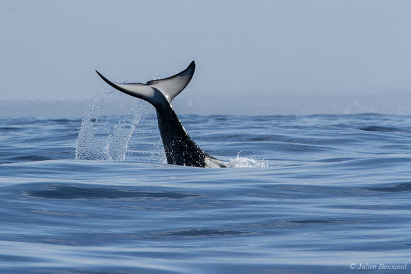 Orque ou Épaulard – Orcinus orca (Linnaeus, 1758), (Saint-Jean-de-Luz (64), France, le 05/10/2019)