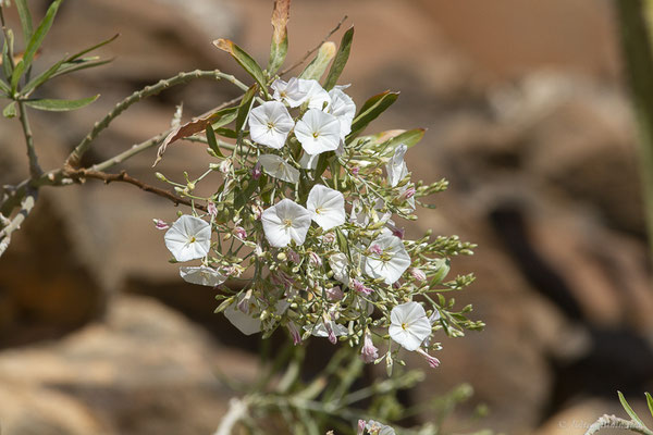 Liseron très florifère — Convolvulus floridus L. fil.