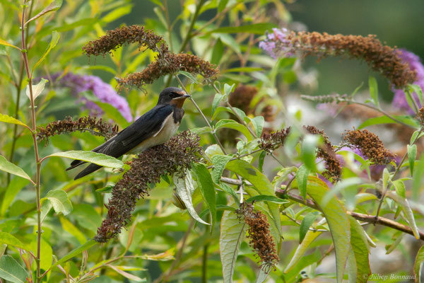 Hirondelle rustique — Hirundo rustica Linnaeus, 1758