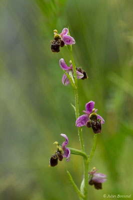 Ophrys bécasse — Ophrys scolopax Cav., 1793