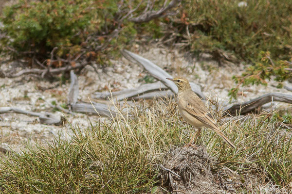 Pipit rousseline – Anthus campestris (Linnaeus, 1758), (plateau du Coscione, Aullène (2B), France, le 07/09/2019)