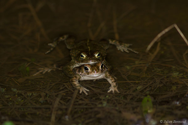 Crapaud calamite — Epidalea calamita (Laurenti, 1768)