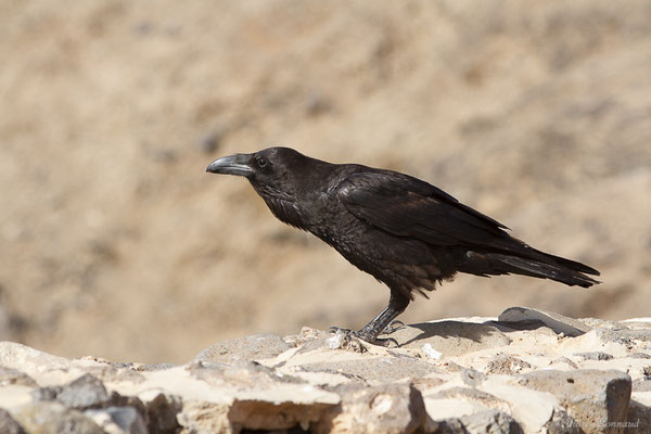 Grand Corbeau — Corvus corax Linnaeus, 1758, (Esquinzo, Fuerteventura, (Iles Canaries, Espagne), le 14/02/2022)