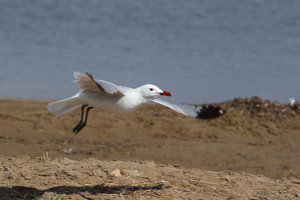 Goéland d'Audouin — Ichthyaetus audouinii (Payraudeau, 1826), (Parc Naturel du Delta de l'Ebre (Catalogne), Espagne, le 06/06/2022)