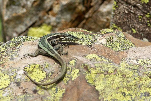 Lézard du Val d'Aran — Iberalacerta aranica (Arribas, 1993), (Lac d'Eychelle, Bethmal (09), le 09/07/2023)